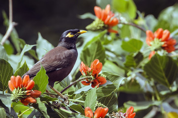 Common mynah in Ella, Sri Lanka