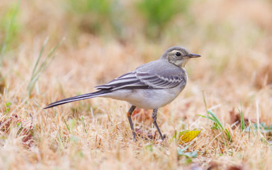 Yellow wagtail, female
