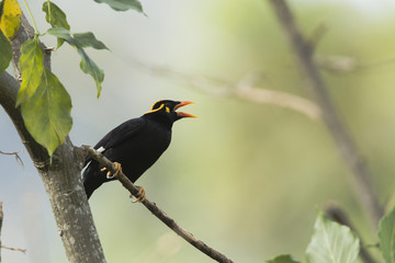 Hill Myna in Ella, Sri Lanka