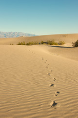 Fototapeta na wymiar Footprints in Desert Sand