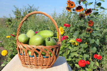 The green tomatoes lying in a wattled basket on a table in a 
garden
