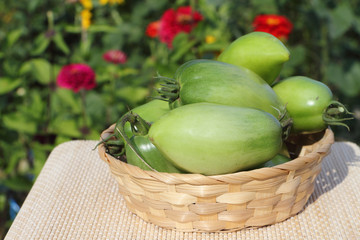 The green tomatoes lying in a wattled basket on a table in a garden
