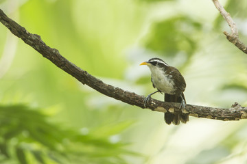 Indian Scimitar-Babbler in Ella, Sri Lanka
