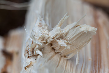 Bruchkante Holz