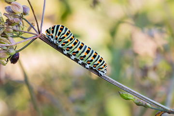 Colorful Caterpillar of Old World swallowtail on a Fennel Plant