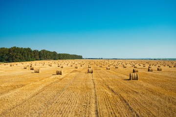 Round straw bales in harvested fields and blue sky 