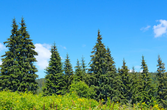 Fototapeta spruce forest on the hillside