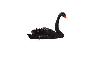 Foto op Plexiglas Zwaan zwarte zwaan