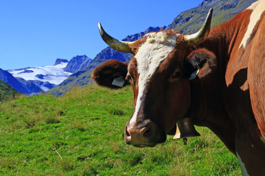 Tiroler Alm Kuh
