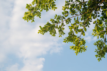 leaves and sky background