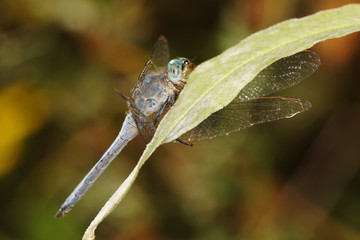 Keeled Skimmer, Orthetrum coerulescens