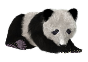 Panda Bear Cub © photosvac