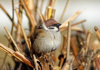 Sparrow