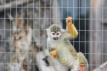 monkey in zoo