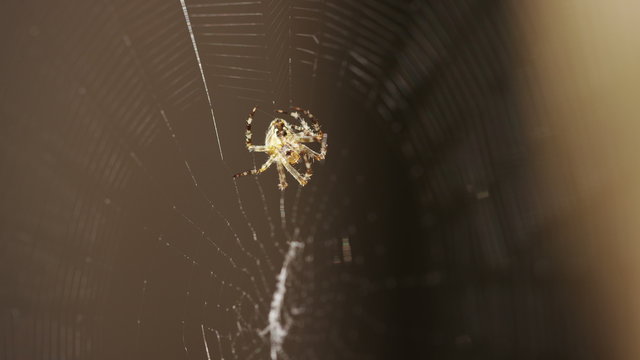 4K Close up of a spider building it's web outdoors, shot on Red Epic Dragon