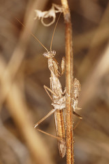 Mantis