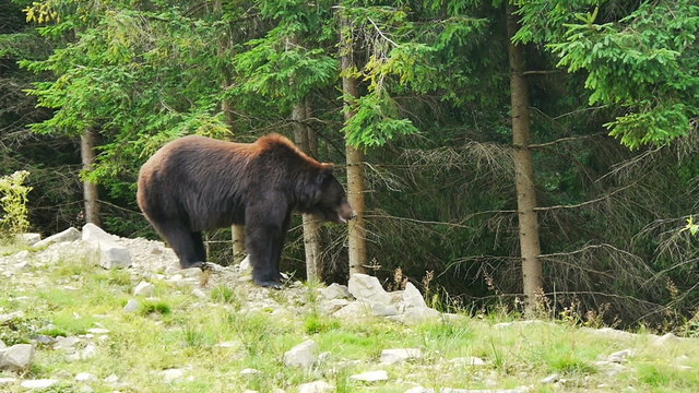 A large black bear in forest