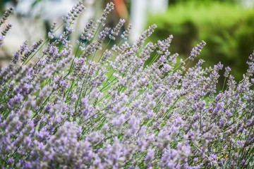 Obraz premium Lavender 