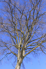 dry tree against the blue sky