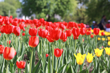 Group of red tulips. Spring landscape.