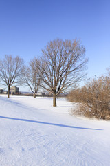 Fototapeta na wymiar tree in the winter