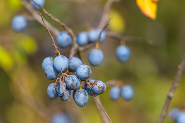 closeup blackthorn branch