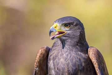 portrait of harris hawk on natural outdoor background