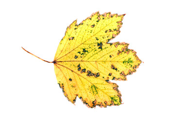 yellow leaves isolated on white background