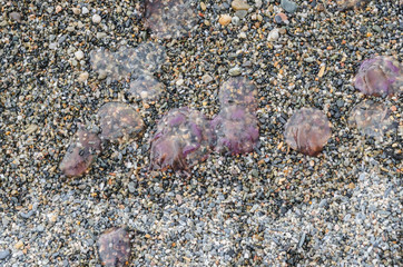 Dead jellyfish