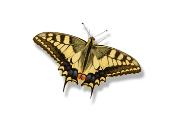 Fototapeta na wymiar Swallowtail butterfly shadow