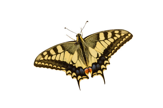 Swallowtail butterfly isolated