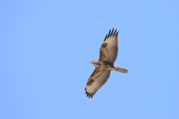 Common Buzzard, Buteo buteo