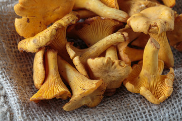 Cantharellus mushrooms