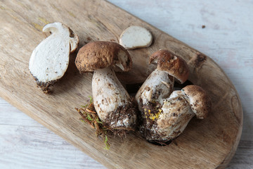 Boletus mushrooms