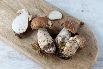 Boletus mushrooms