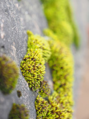 Lichen on stone