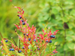blueberries in the woods