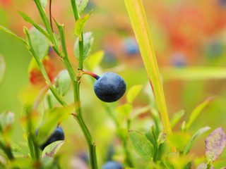 blueberries in the woods