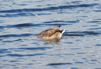 duck on the lake