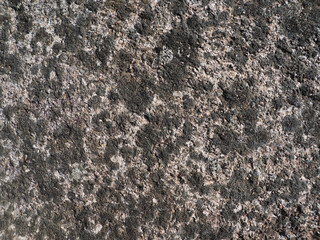 Lichen on stone