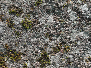 Lichen on stone