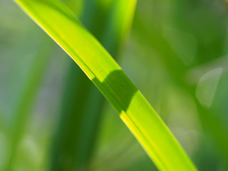 Obraz premium the grass in the forest