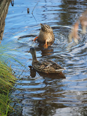 ducks on the river