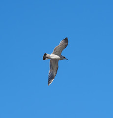 Fototapeta premium Seagull in the sky