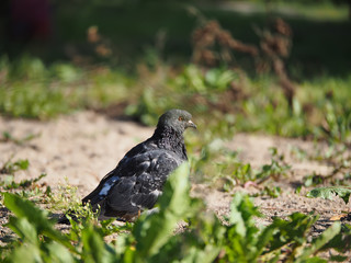 dove on the grass