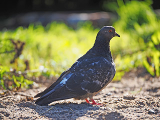 dove on the grass