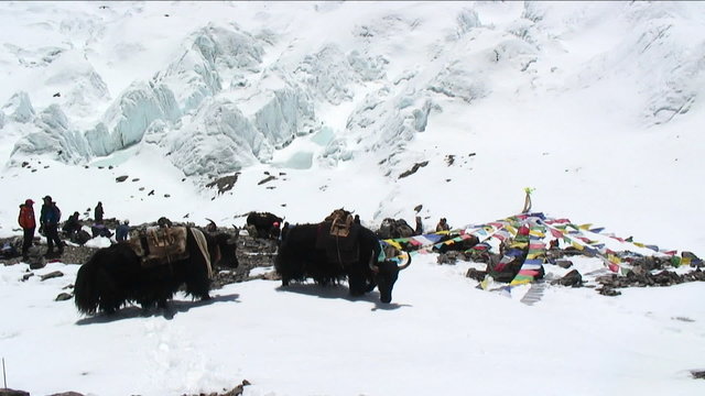 Yaks on snow, north side basecamp