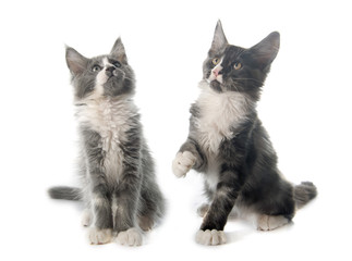 maine coon kitten