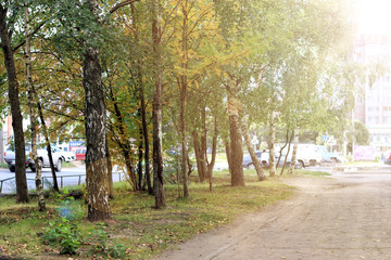 Fototapeta premium autumn park alley