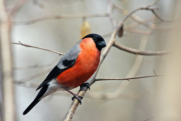 Bullfinch in forest